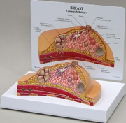 Breast Cross Section Pharmaceutical and Anatomical Model Gifts